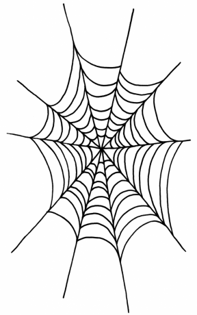 Spider's web 1